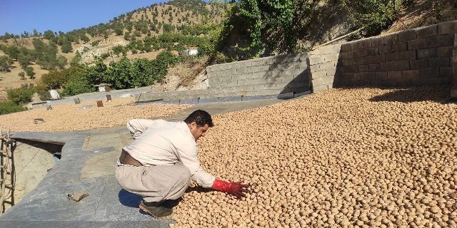 برداشت گردو از باغات بانه