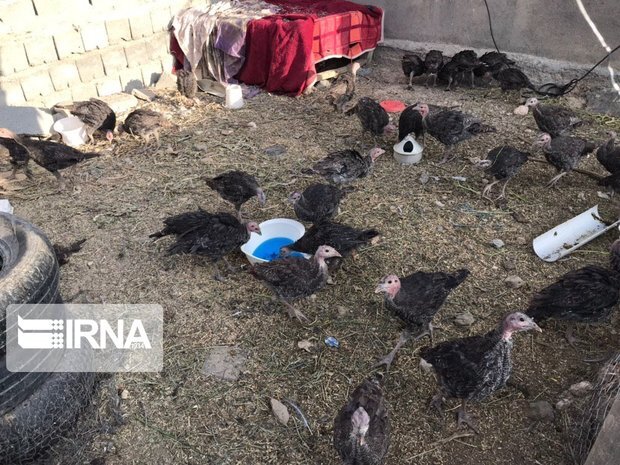 طیور ۹۰۰ روستای کردستان زیر پوشش واکسیناسیون نیوکاسل قرار گرفتند