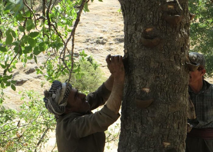 برداشت شیره سقز از درختان بنه در روستاهای بانه