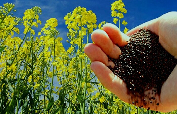 عملیات خرید تضمینی دانه‌های روغنی در کردستان پایان یافت