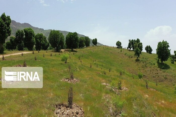 ۵۶ پرونده برای تخریب منابع طبیعی بیجار تشکیل شد