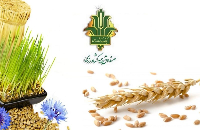 ۱۴۲ هزار هکتار از اراضی کشاورزی کردستان زیر پوشش بیمه قرار دارد