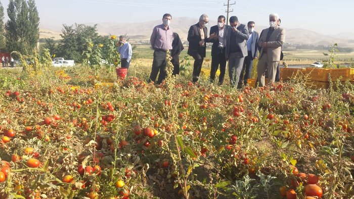 ۲ کارخانه، گوجه فرنگی کشاورزان کردستانی را خریداری کردند