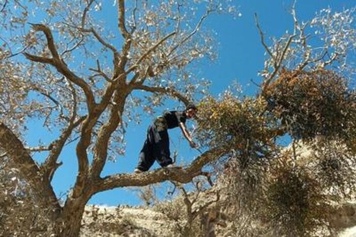 ۶۰ هکتار از جنگل‌های بانه علیه آفت لورانتوس سر شاخه زنی شد