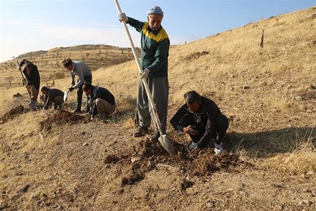 ۲ هزار هکتار از اراضی کردستان جنگل کاری می شود
