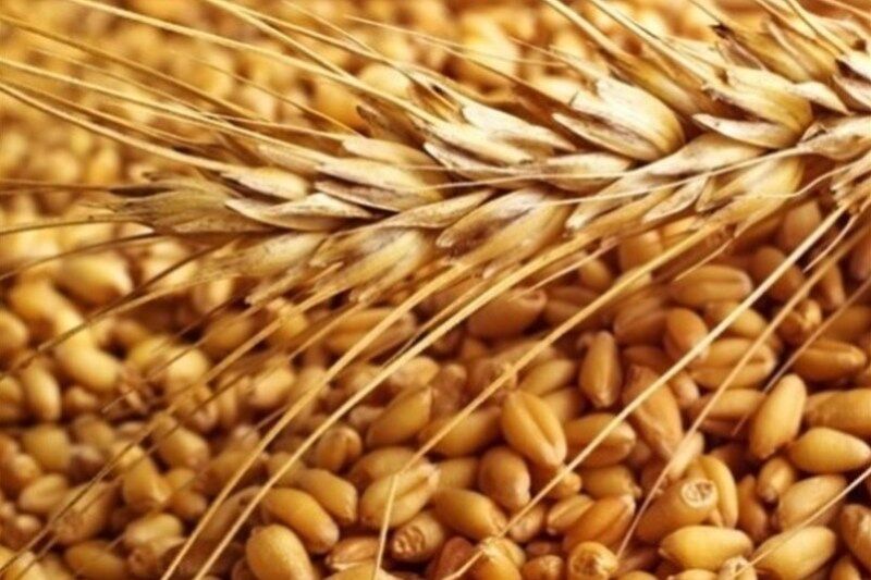 ارقام اصلاح شده سهم  ۳۶ درصدی در تامین بذر مزارع کردستان دارد