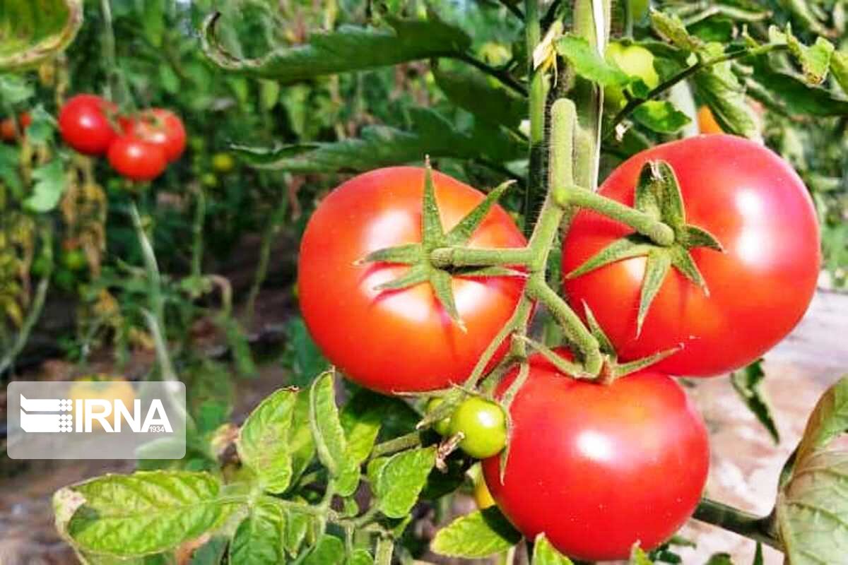 مطالبات گوجه‌کاران کردستانی پرداخت شد