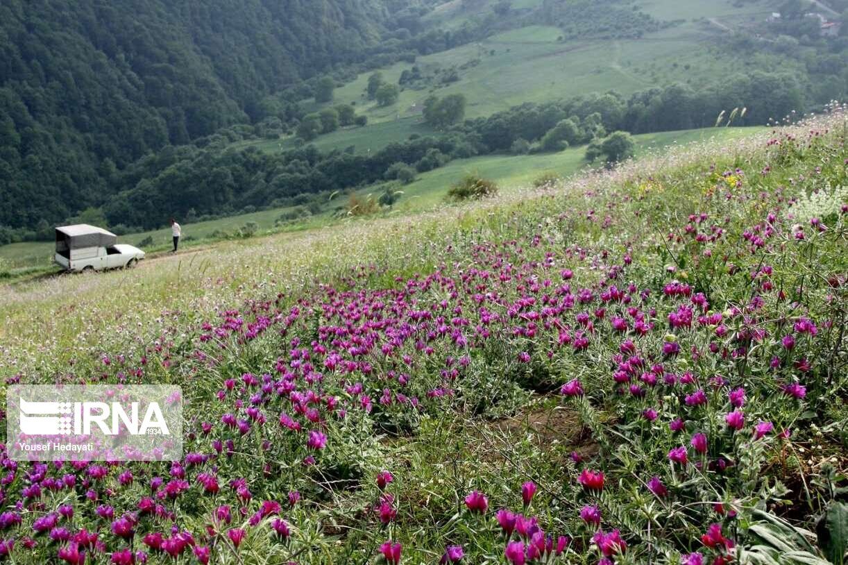 ۴۲۱ هکتار از عرصه‌های طبیعی کردستان با گیاهان دارویی غنی‌سازی شد