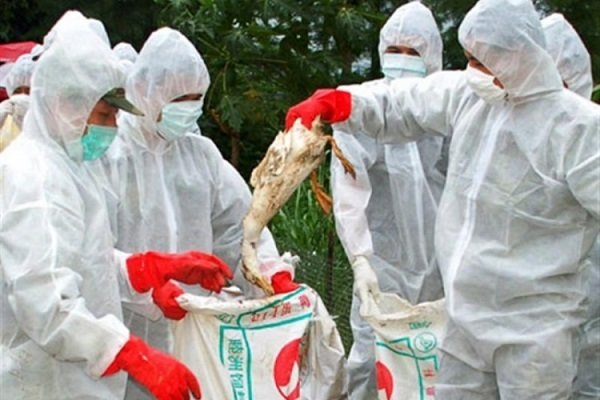 سقز سومین شهرستان آلوده به آنفلوآنزای فوق حاد پرندگان در کردستان