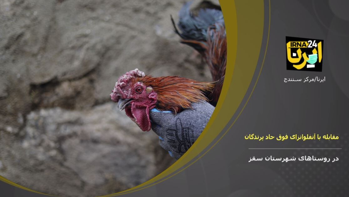 فیلم: مقابله با شیوع آنفلوانزای فوق حاد پرندگان در کردستان
