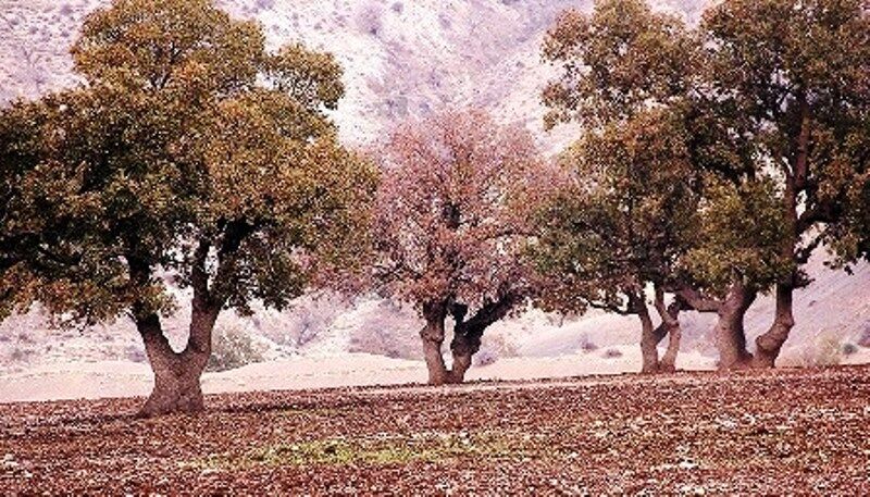 عملیات مبارزه با آفات جنگل در سروآباد آغاز شد