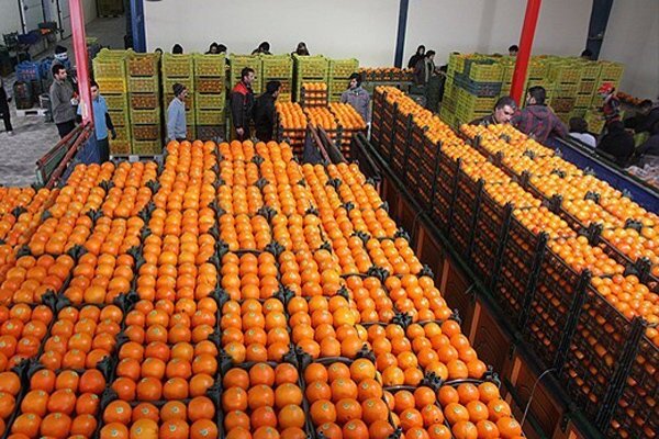 مشکلی در تأمین کالاهای اساسی نداریم/توزیع میوه شب عید در بازار