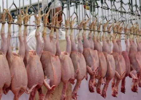 پای دلالان مرغ در کفش سیمرغ