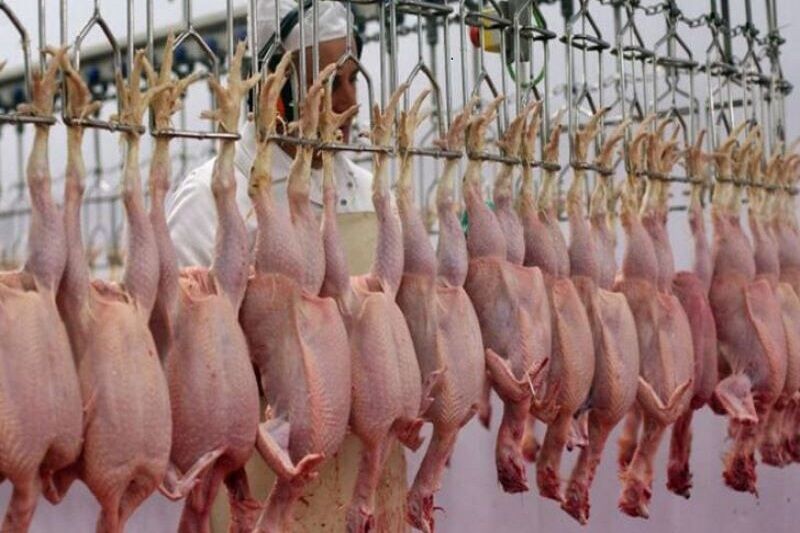 پای دلالان مرغ در کفش سیمرغ