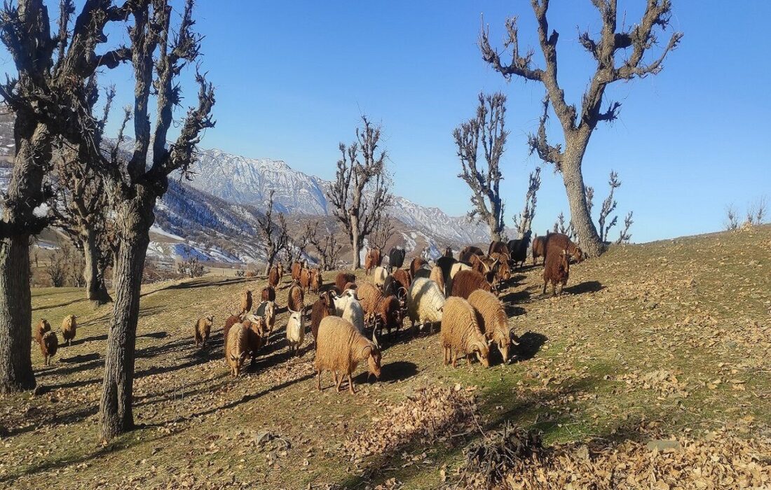 گله بز مرخز در آرمرده بانه
