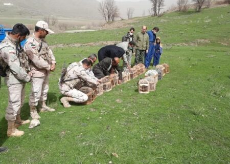 ۲۱ قطعه کبک در طبیعت مریوان رهاسازی شد