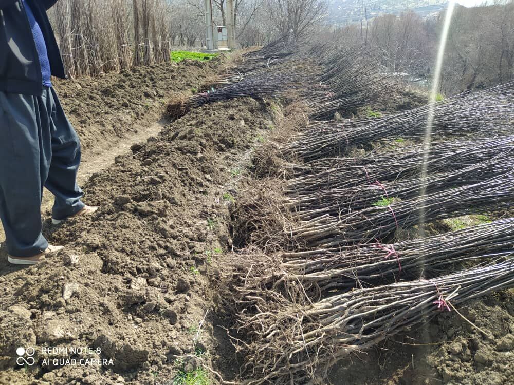 ۲۵ هزار اصل نهال در روستاهای سروآباد توزیع شد