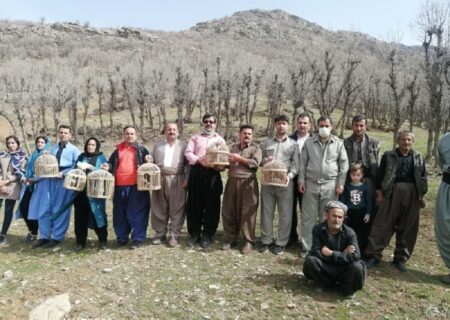 ۶ قطعه کبک در مناطق طبیعی بانه رها سازی شد
