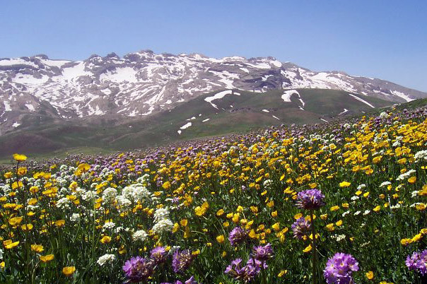 زیبایی های فصل بهار بانه