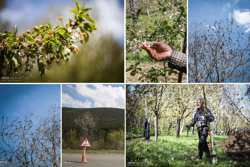 افت دما ۵۶۰۰ میلیارد ریال زیان به باغات و مزارع کردستان وارد کرد