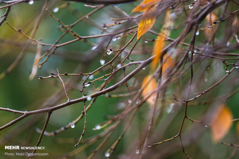 باران های بهاری در راه است