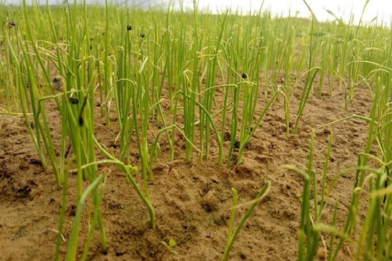 بیش از ۶ هزار نشاء گلخانهای پیاز در کردستان تولید شد