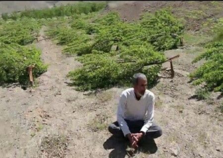 تکذیب قطع ۲۳۰۰ اصله درخت باغدار سنندجی توسط دادستان