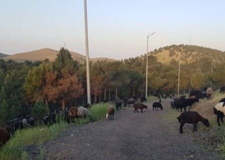 جلوگیری از آتش سوزی در پارک سرخه حصار با چرای دام