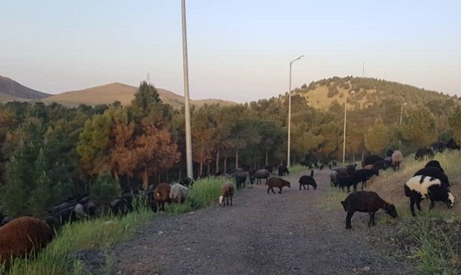 جلوگیری از آتش سوزی در پارک سرخه حصار با چرای دام