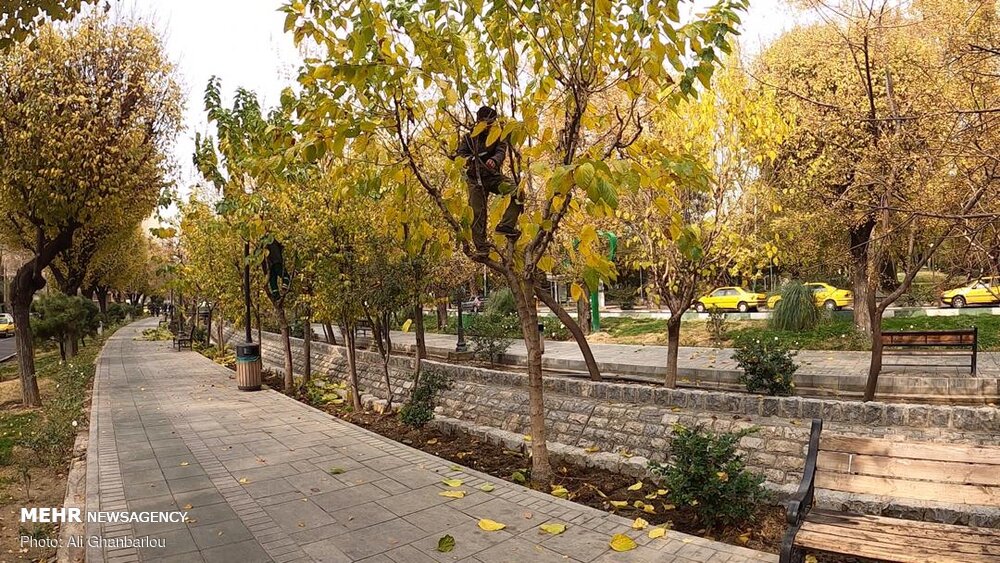 درختان فضای سبز شهری اراک مشکلی در حوزه آفات نباتی ندارند