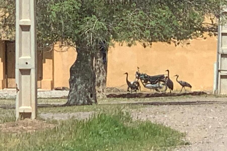 درنای زخمی پس از تیمار با خانواده نزد ناجی خود برگشت