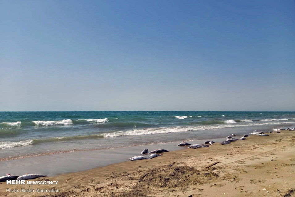 علت مرگ گربه ماهی ها مشخص شد/ادامه بررسی آلودگی نفتی