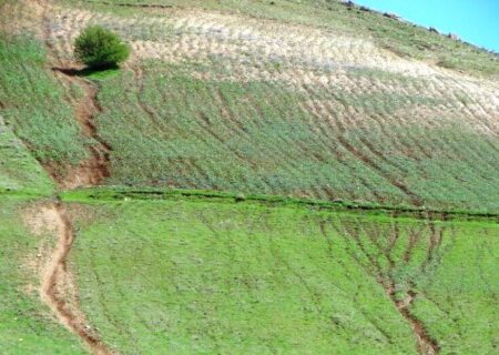 عملیات بیولوژیک در چهار هزار هکتار از مراتع کردستان اجرا شد