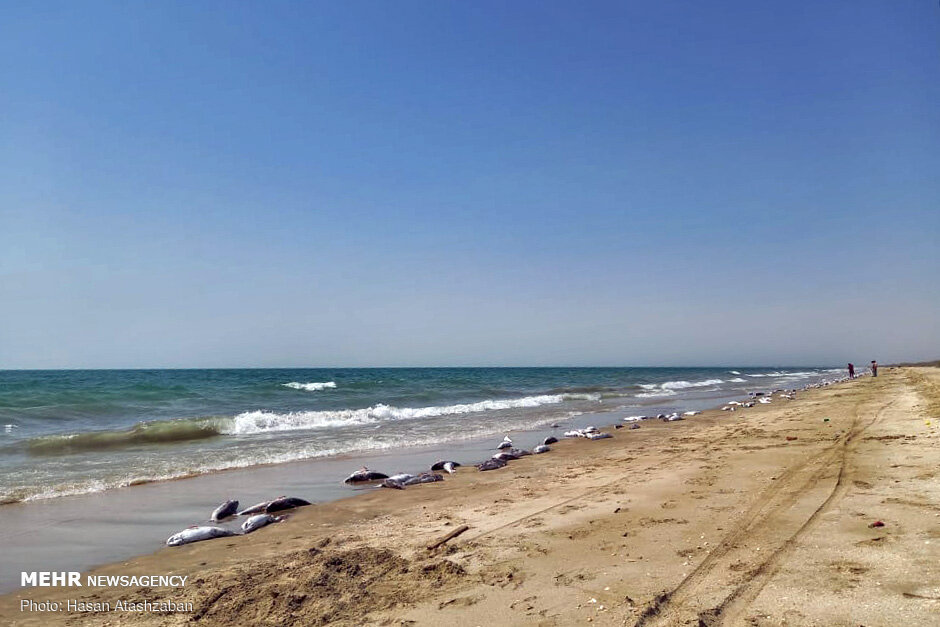 فرضیه مرگ گربه ماهیان در جاسک به دلیل آلودگی دریا منتفی است