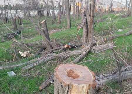 قطع ۲ هزار و ۳۰۰ اصله درخت باغدار سنندجی صحت ندارد