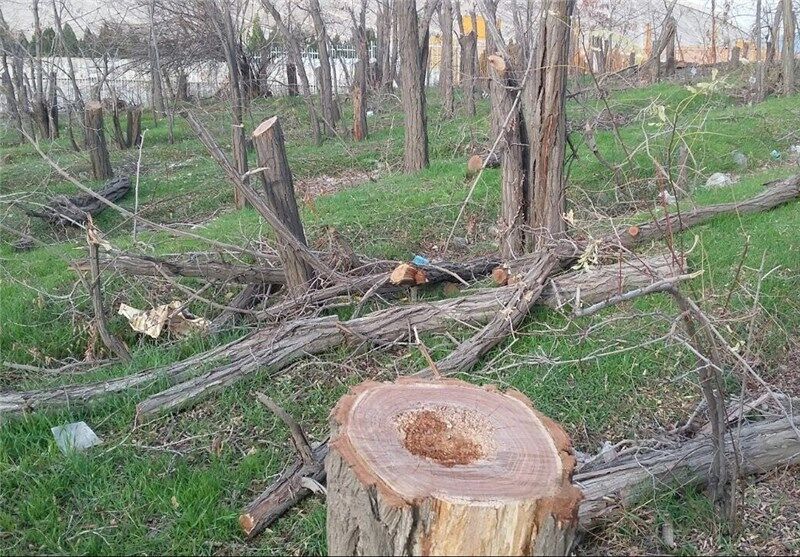 قطع ۲ هزار و ۳۰۰ اصله درخت باغدار سنندجی صحت ندارد