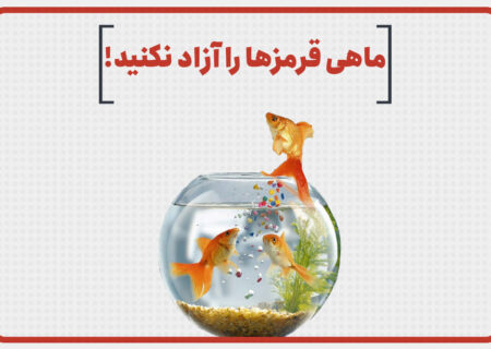 ماهی قرمزها را آزاد نکنید !