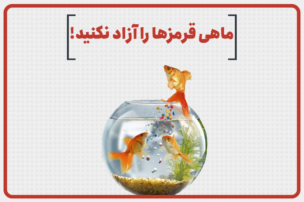 ماهی قرمزها را آزاد نکنید !