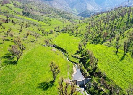 متصرفان عرصه‌های طبیعی مریوان به کشت ۱۰ هزار درخت محکوم شدند