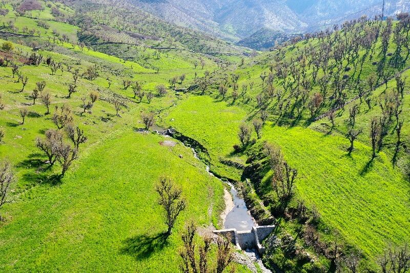 متصرفان عرصههای طبیعی مریوان به کشت ۱۰ هزار درخت محکوم شدند