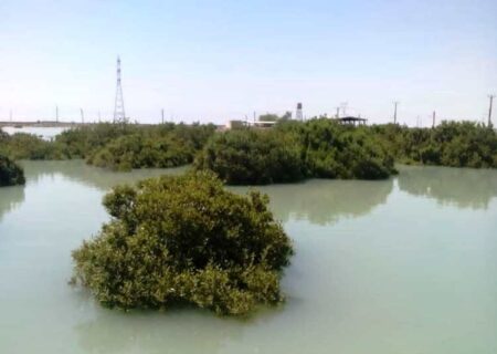 مساحت جنگل‌های مانگرو در بندر ماهشهر به ۶۵۰ هکتار رسید