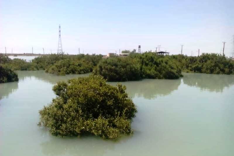 مساحت جنگلهای مانگرو در بندر ماهشهر به ۶۵۰ هکتار رسید