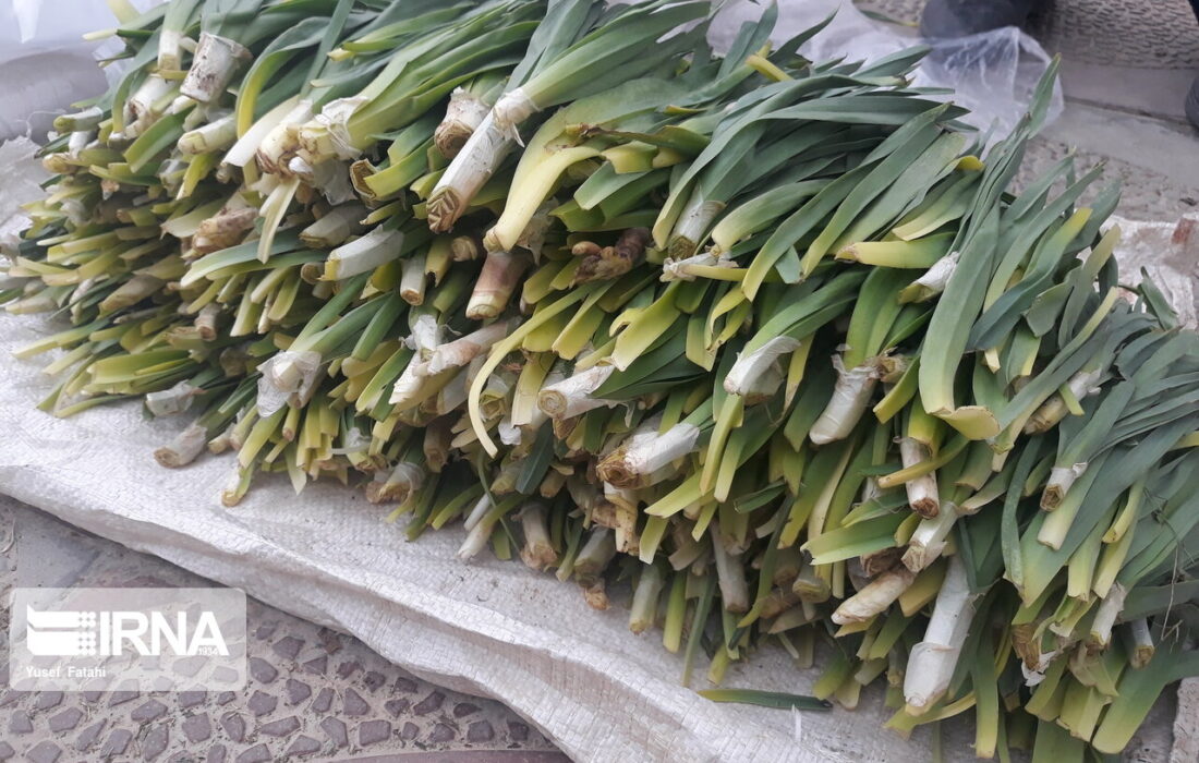 منابع طبیعی کردستان با برداشت بی رویه گیاهان خوراکی برخورد میکند