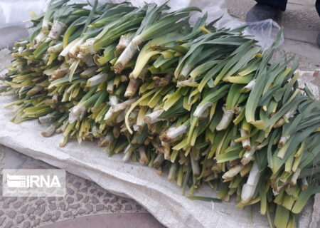 منابع طبیعی کردستان با برداشت بی رویه گیاهان خوراکی برخورد می‌کند