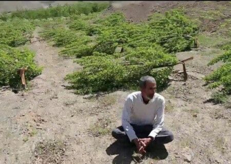 هزار سودای درختان سو سنندج
