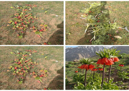 واژگونی «لاله نگونسار»؛ بی‌توجهی طبیعت گردان خسارت به بار آورد!