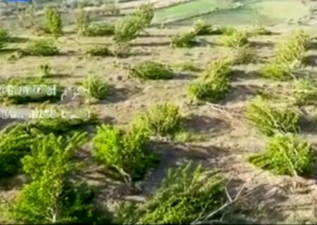 پلیس آگاهی به قطع ۲ هزار و ۳۰۰ درخت در سنندج رسیدگی‌ می‌کند