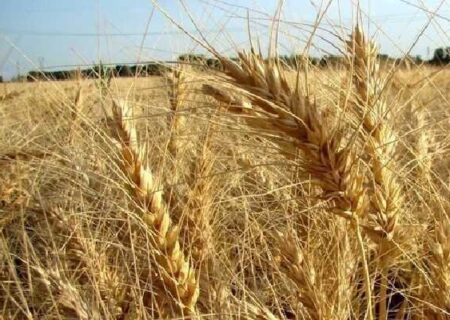 کاهش ۳۰۰ هزار تنی تولید گندم در کردستان