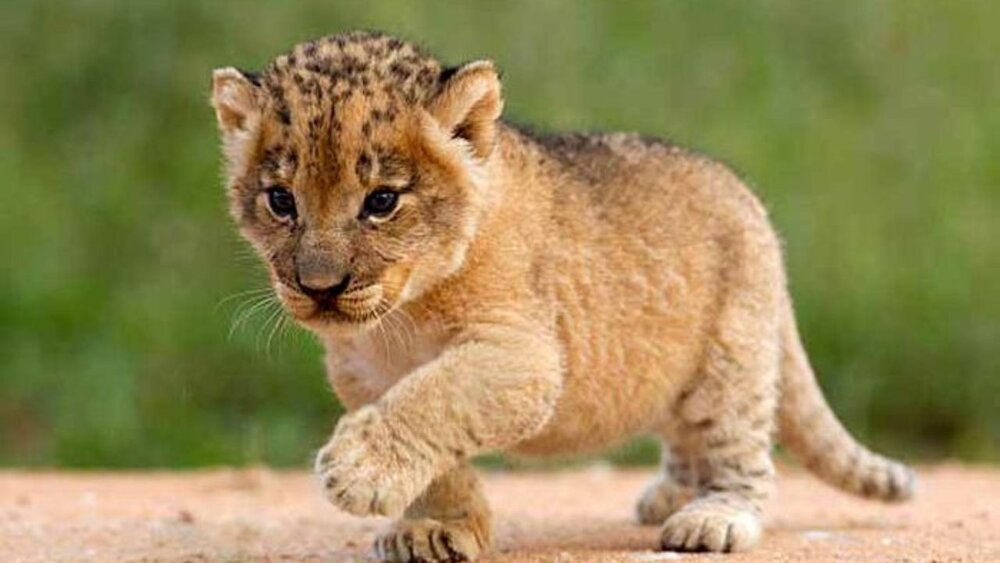 کشف توله شیر قاچاق در مرز بانه