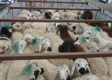 یک محموله دام قاچاق در مریوان کشف شد